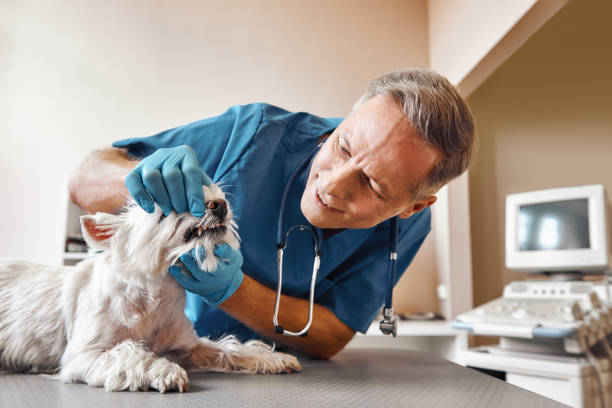 Best Emergency Dental Care for Broken or Chipped Teeth in French Island, WI